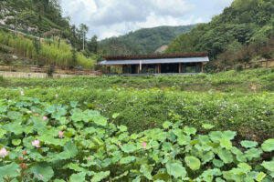 楮溪源创建国家AAA级景区进入最后冲刺